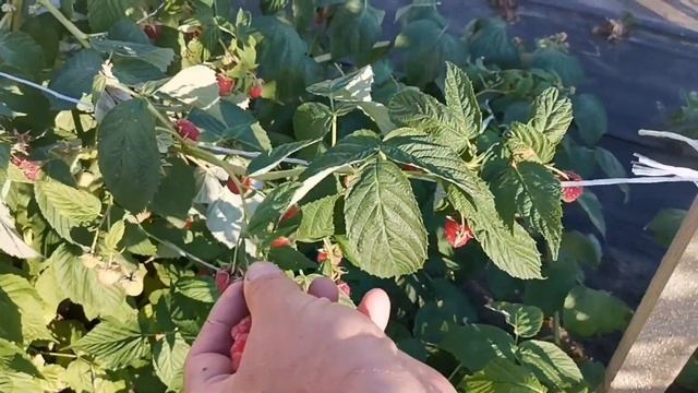 /Малина Мапема, лучшие сорта мировой селекции! смотреть онлайн