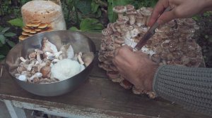 Cultivarea ciupercilor - despre biodiversitate - Shroomareala ep 19