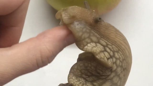 КАК УЛИТКИ ОТКЛАДЫВАЮТ ЯЙЦА. Это надо увидеть!? смотреть онлайн