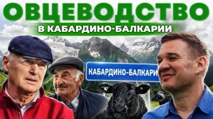 Сколько можно заработать на овцеводстве? Карачаевские овцы | Как их выращивают в горах | Своя еда