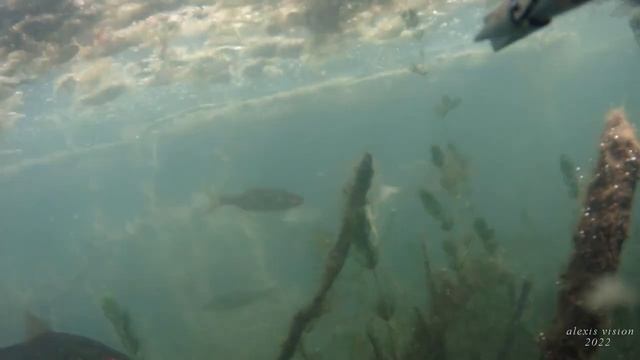 Подводная охота 25 06 2022 смотреть онлайн