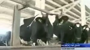 ДОЕНИЕ КОРОВ — ПО СОВРЕМЕННЫМ ТЕХНОЛОГИЯМ
