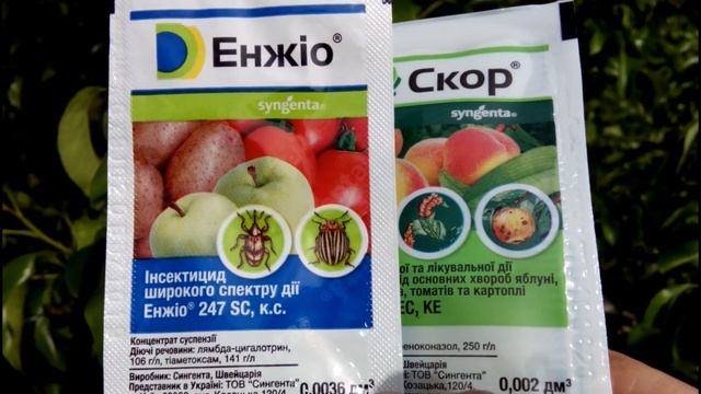 ?☘️? ОСНОВНАЯ ВЕСЕННЯЯ ОБРАБОТКА ГРУШИ ОТ РЖАВЧИНЫ смотреть онлайн