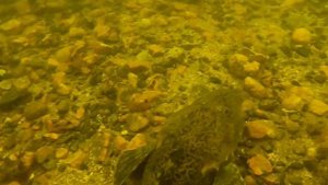 Магадан . подводный мир Охотского моря
