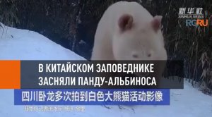 В китайском заповеднике впервые засняли панду-альбиноса анфас