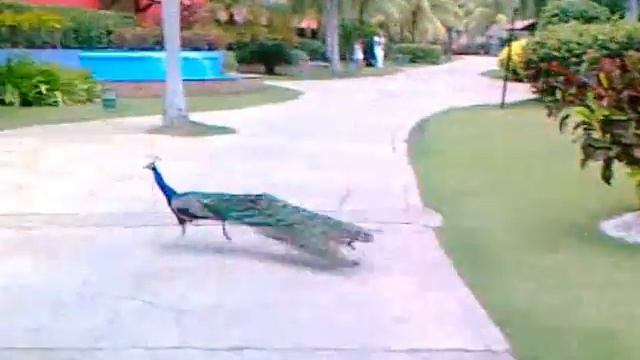 петух против павлина смотреть онлайн