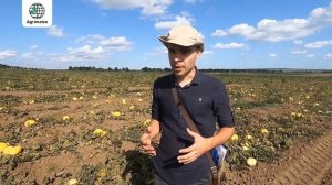 Дыня "Хало": отзыв агронома хозяйства в Темрюкском районе