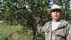 ОБЗОР//ЗИМНИЕ СОРТА ЯБЛОНЬ//МОЯ ЛЮБИМАЯ УСАДЬБА