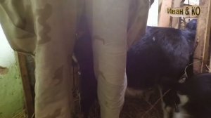 Укол Козе! Внутримышечная инъекция козе. Бороглюкол10%.  Intramuscular injection of the goat.