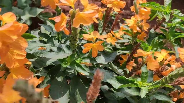 Rare flower videos/capture videos/plants/orange flower plants/Flower images/ смотреть онлайн