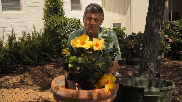 How to Repot Hibiscus : Garden Savvy смотреть онлайн