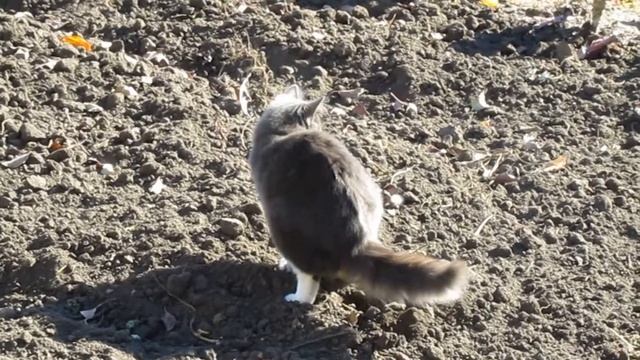 Кот какает. смотреть онлайн