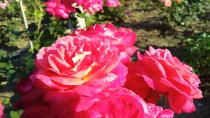 Обрезка мускусного гибрида розы Гирлянд де Амур