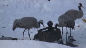 Зима в киевском зоопарке