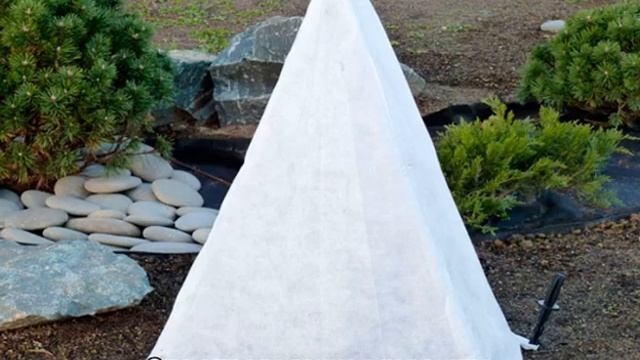 Туя Колумна западная: описание, посадка и уход