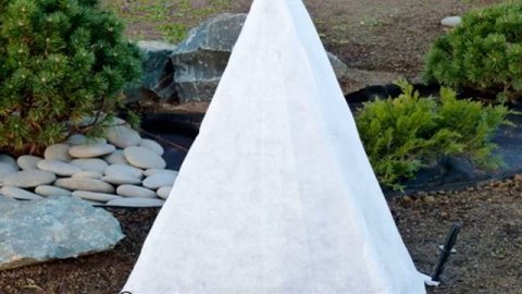 Туя Колумна западная: описание, посадка и уход