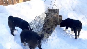 Щенки РЕЛ первое знакомство, продажа 89191218123