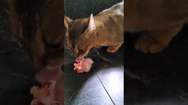Большая кошка породы Чаузи питомник Sunrise#cat#chausie#cutecat#beautifulcat#bigcat#大猫#山猫#