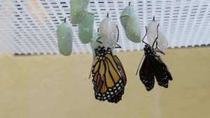 Бабочка Монарх 1