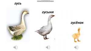 Развитие речи. Домашние птицы. Кунстман Снежанна Валериевна