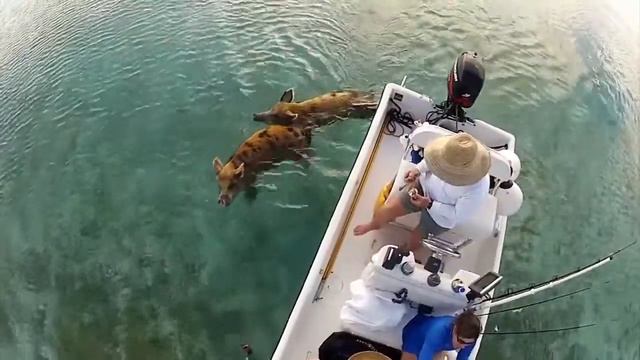 Свиной остров смотреть онлайн