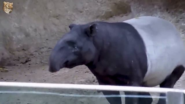 э ТаПир
