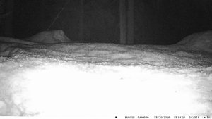 Таймлапс с фотоловушки Suntek 550M