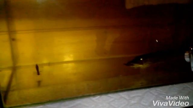 Кормление щуки в аквариуме. Мой питомец. / The pike attacks the crucian carp смотреть онлайн