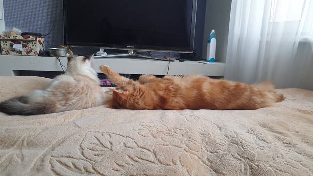 от нечего делать... ) смотреть со звуком.Муся и мейнкун Рэдик .#кот#мейнкун #кошка #юмор #Mainecoon