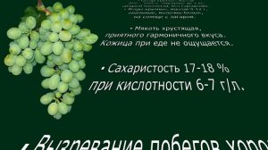 @Виноград Айвенго, белый виноград