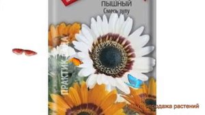 Венидиум пышная Смесь зулу (smes zulu) ? Смесь зулу обзор: как сажать, семена венидиума Смесь зулу