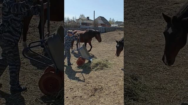 #horse Поцелуйка за сено!???♥️!