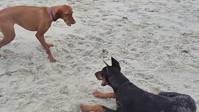 Ember, Cruise, and Kelsey 7-27-12 смотреть онлайн