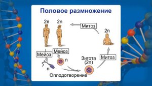 Закономерности размножения и развития организмов (обобщающий урок). Видеоурок по биологии 10 класс