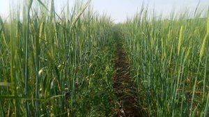 01.06.2019.  Горох +яровой ячмень! Две культуры! NO-TILL!