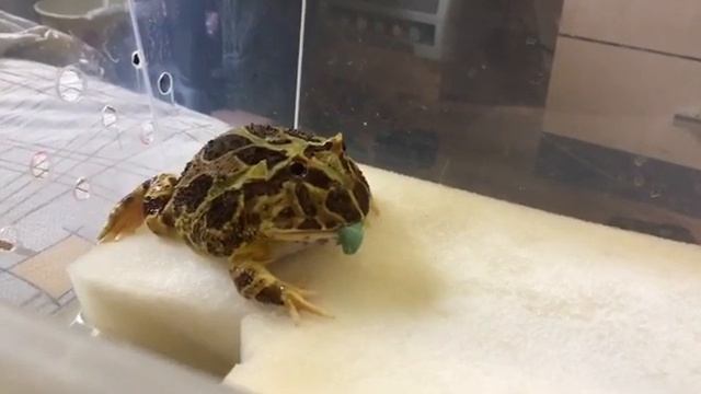 Пакман! Чакская Рогатка Шуф обедает смотреть онлайн