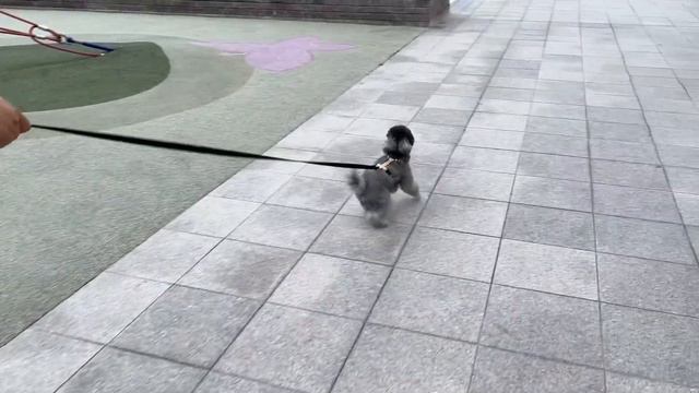 강아지랑 함께 쇼핑하고 왔어요🛍