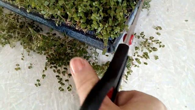 Бонсай за минимальную цену! смотреть онлайн