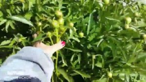 Клумбы и цветники в  середине июня.Сибирь.