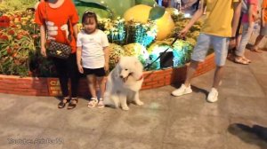 Sam gây náo loạn quảng trường Vĩnh Long như thế nào? (samoyed dog)