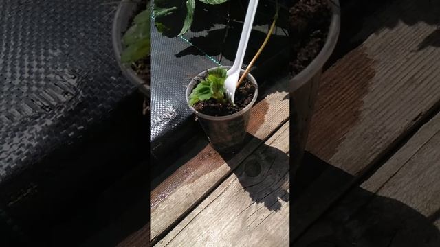 Урок 46. Чем пришпилить ус в рассадном стаканчике. 3 способа. #выращиваниеклубники