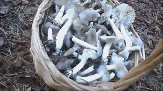 рядовка землистая.mp4