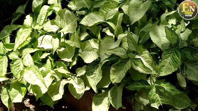 Syngonium Podophyllum| White Butterfly| How To Grow Syngonium| सिंगोनियम|@endlessnature4734