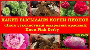 Какого качества высылаем корни пионов (пион узколистный махровый и Pink Derby)