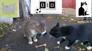 драка котов.mp4