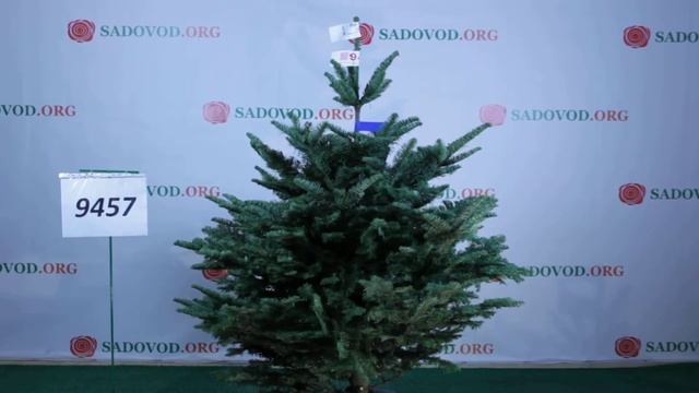 9457 Пихта Нобилис Благородная 1.25 - 1.50 м. смотреть онлайн