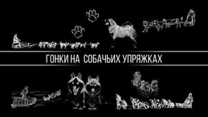 История каюринга. Гонки на собачьих упряжках