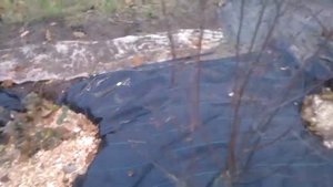 Различные сорта голубики в Беларуси