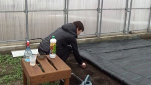 Безрассадный способ выращивания томатов - советует фермер