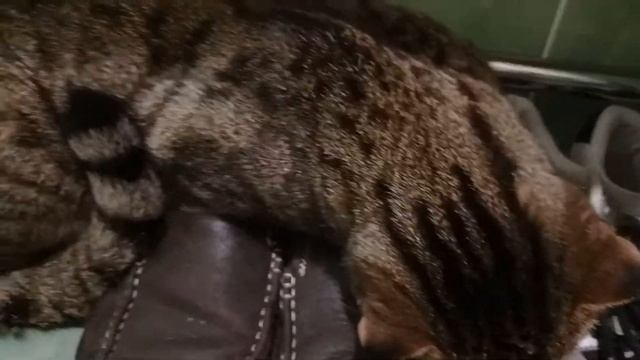 Где безопасно сушить обувь зимой? смотреть онлайн